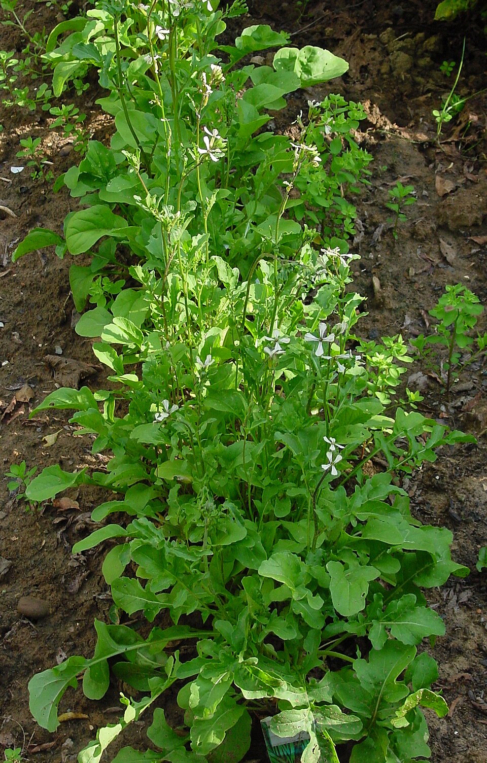 Arugula