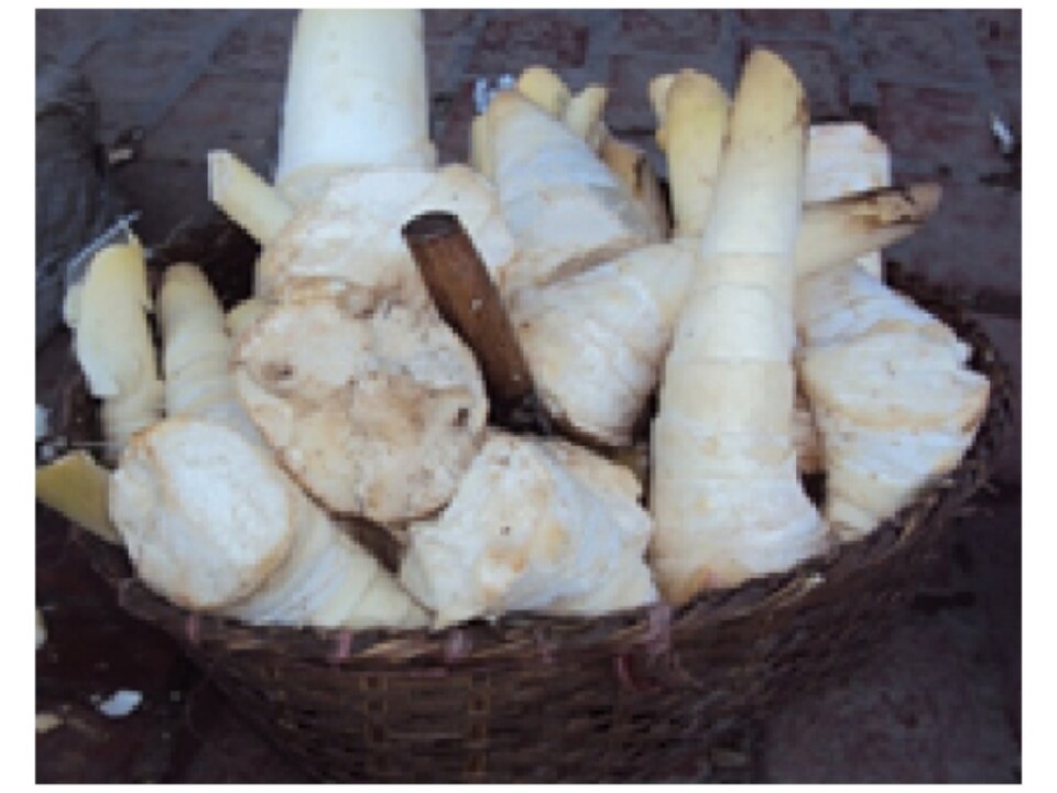 Bamboo Shoot