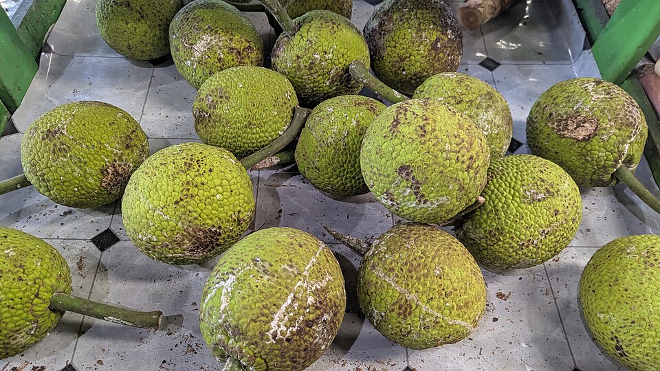 Breadfruit
