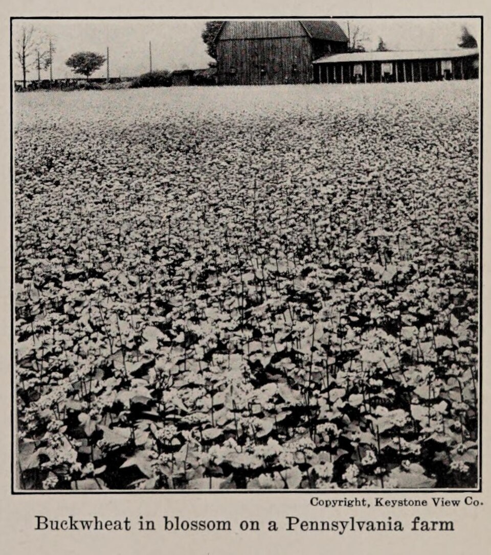 Buckwheat