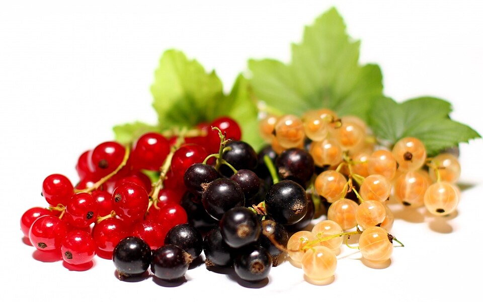 Currants