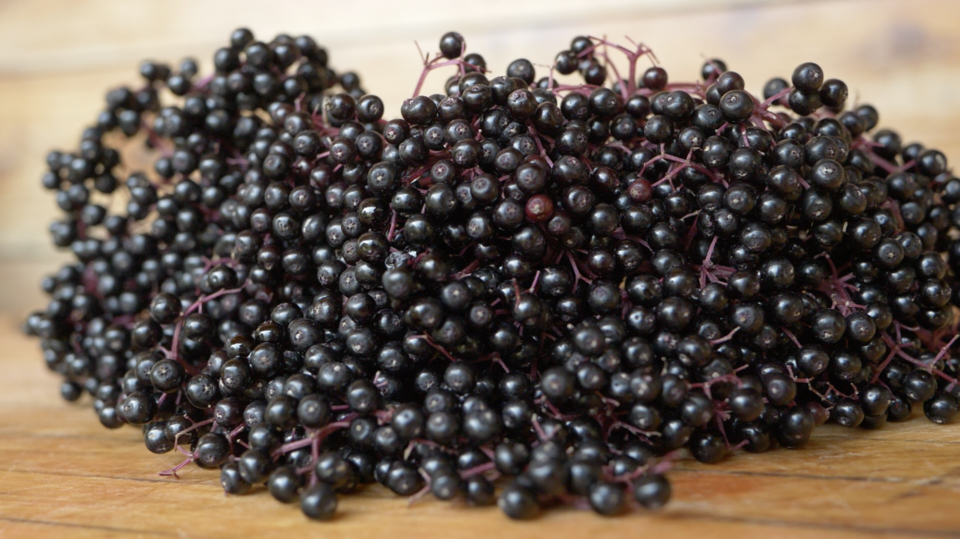 Elderberry