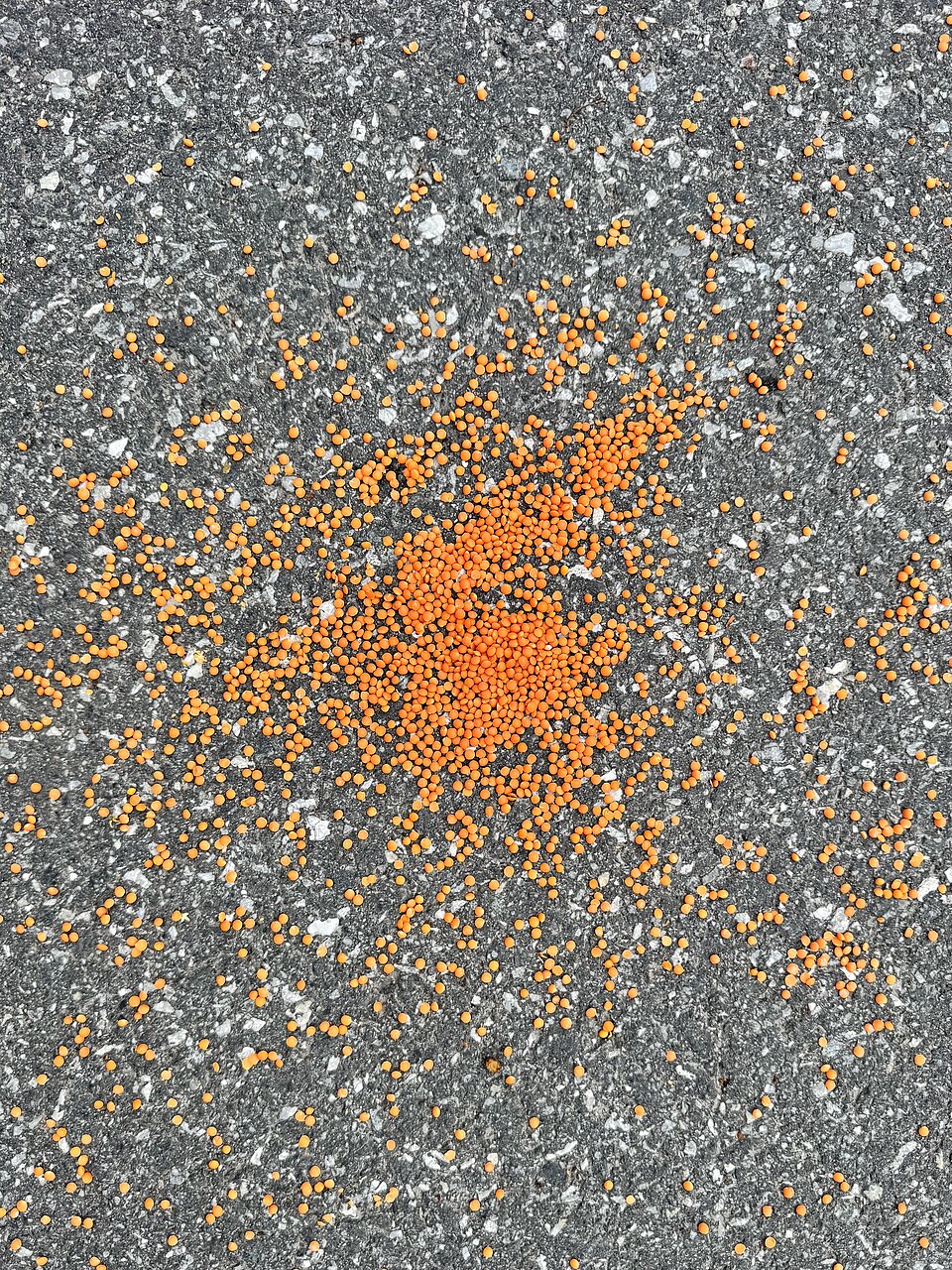 Lentils