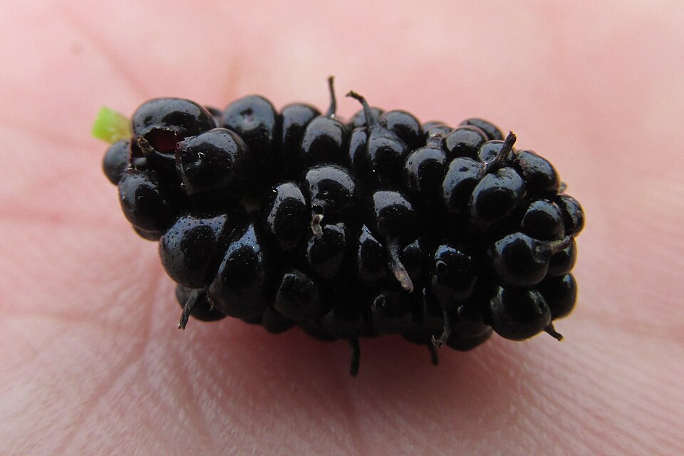 Mulberry