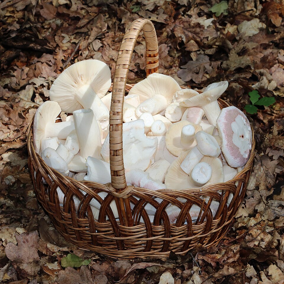 Mushroom