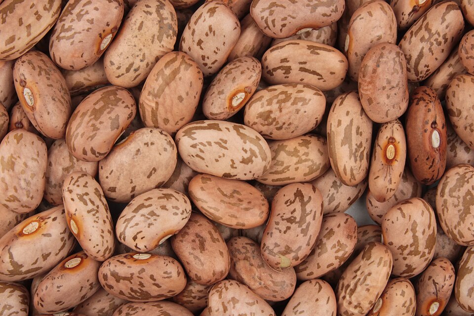 Pinto Beans