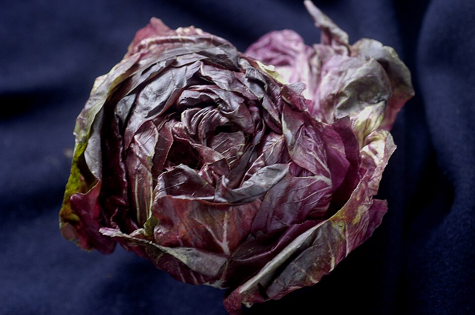 Radicchio