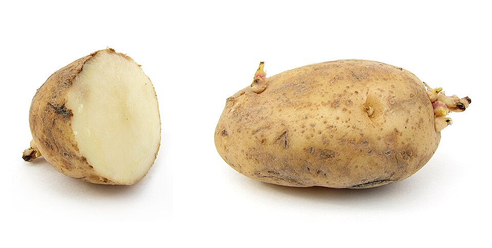 Russet Potato