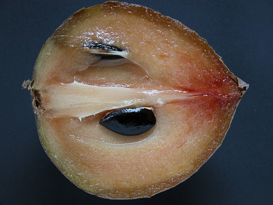 Sapodilla