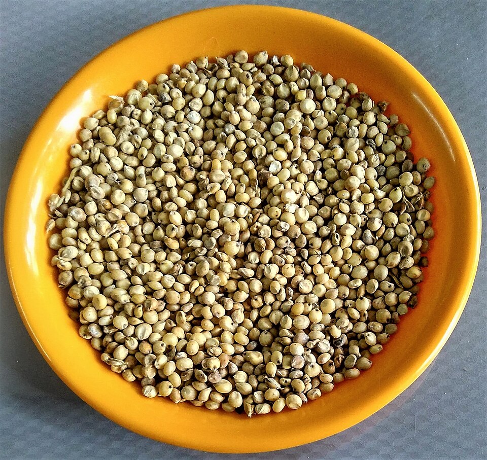 Sorghum